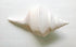 Giant Natural White Trumpet Triton Shell